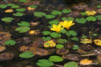 Plavín štítnatý (Nymphoides peltata)