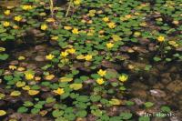 Plavín štítnatý (Nymphoides peltata)