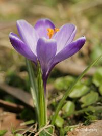 Šafrán karpatský (Crocus heuffelianus)
