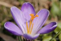 Šafrán karpatský (Crocus heuffelianus)