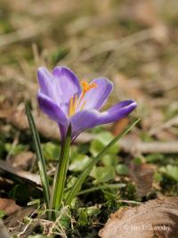 Šafrán karpatský (Crocus heuffelianus)