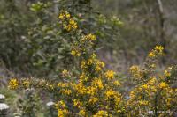 Hlodáš evropský (Ulex europaeus)