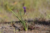 Modřenec chocholatý (Muscari comosum)