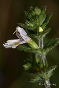 Světlík lékařský Rostkovův (Euphrasia officinalis subsp rostkoviana)