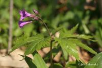 Kyčelnice žláznatá (Dentaria glandulosa)