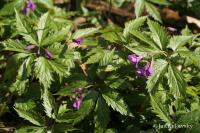 Kyčelnice žláznatá (Dentaria glandulosa)