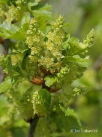 Rybíz alpínský (Ribes alpinum)