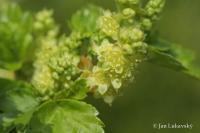 Rybíz alpínský (Ribes alpinum)
