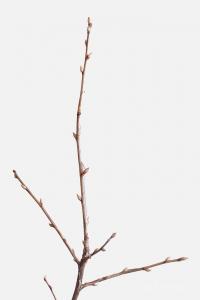 Rybíz alpínský (Ribes alpinum)