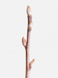 Rybíz alpínský (Ribes alpinum)