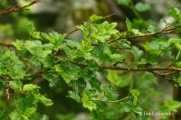 Rybíz alpínský (Ribes alpinum)