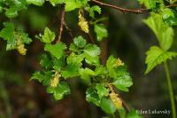 Rybíz alpínský (Ribes alpinum)