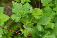 Rybíz skalní (Ribes petraeum)