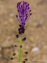 Modřenec chocholatý (Muscari comosum)