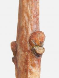 Fontanézie jamovcovitá (Fontanesia phillyreoides)