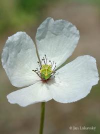 Mák bělokvětý jihomoravský (Papaver maculosum subsp  austromoravicum)