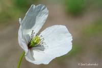 Mák bělokvětý jihomoravský (Papaver maculosum subsp  austromoravicum)