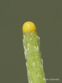 Mák bělokvětý jihomoravský (Papaver maculosum subsp  austromoravicum)