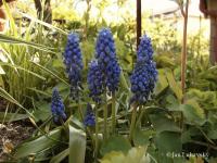 Modřenec hroznatý (Muscari neglectum)