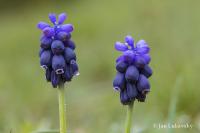 Modřenec hroznatý (Muscari neglectum)