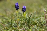 Modřenec hroznatý (Muscari neglectum)