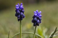 Modřenec hroznatý (Muscari neglectum)