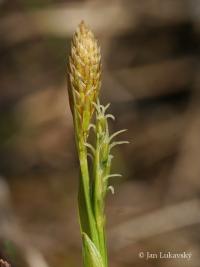 Ostřice Micheliova (Carex michelii)