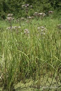 Šmel okoličnatý (Butomus umbellatus)