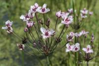 Šmel okoličnatý (Butomus umbellatus)