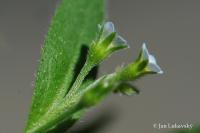 Pomněnka řídkokvětá (Myosotis sparsiflora)