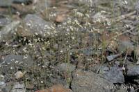 Huseníček rolní (Arabidopsis thaliana)