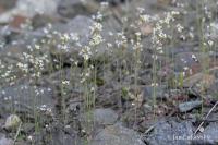 Huseníček rolní (Arabidopsis thaliana)