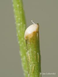 Mák časný (Papaver confine)