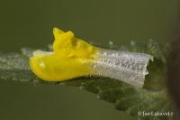 Kokrhel větší (Rhinanthus serotinus)