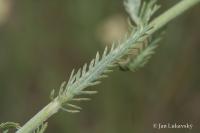 Řebříček bledožlutý (Achillea ochroleuca)
