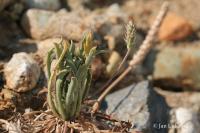 Jitrocel vraní nožka (Plantago coronopus)