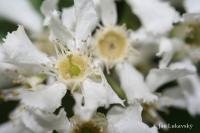 Střemcha obecná (Prunus padus)