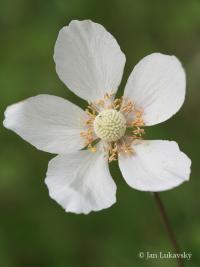 Sasanka lesní (Anemone sylvestris)