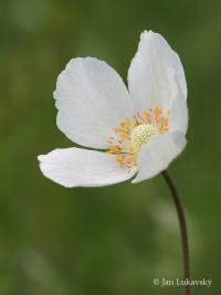 Sasanka lesní (Anemone sylvestris)