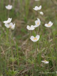 Sasanka lesní (Anemone sylvestris)