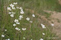 Sasanka lesní (Anemone sylvestris)