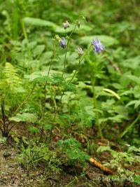Orlíček obecný (Aquilegia vulgaris)