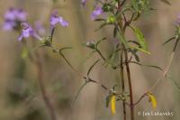 Konopice úzkolistá (Galeopsis angustifolia)