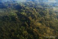 Řečanka přímořská (Najas marina)