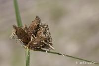 Kamyšník polní (Bolboschoenus planiculmis)