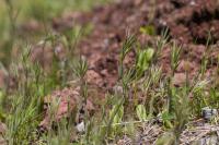 Sveřep madridský (Bromus madritensis)
