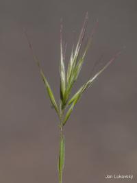 Sveřep madridský (Bromus madritensis)