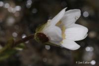 Rožec trojblizný (Cerastium cerastoides)