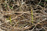 Ostřice Micheliova (Carex michelii)
