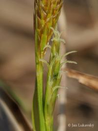 Ostřice Micheliova (Carex michelii)